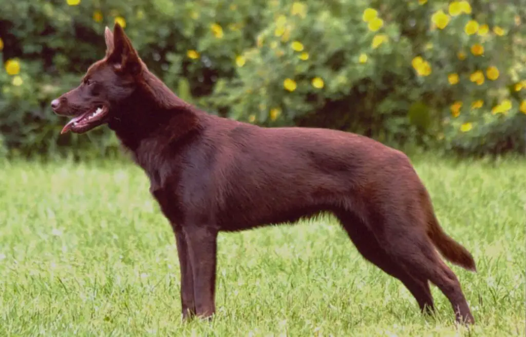 cane dal pelo rosso
