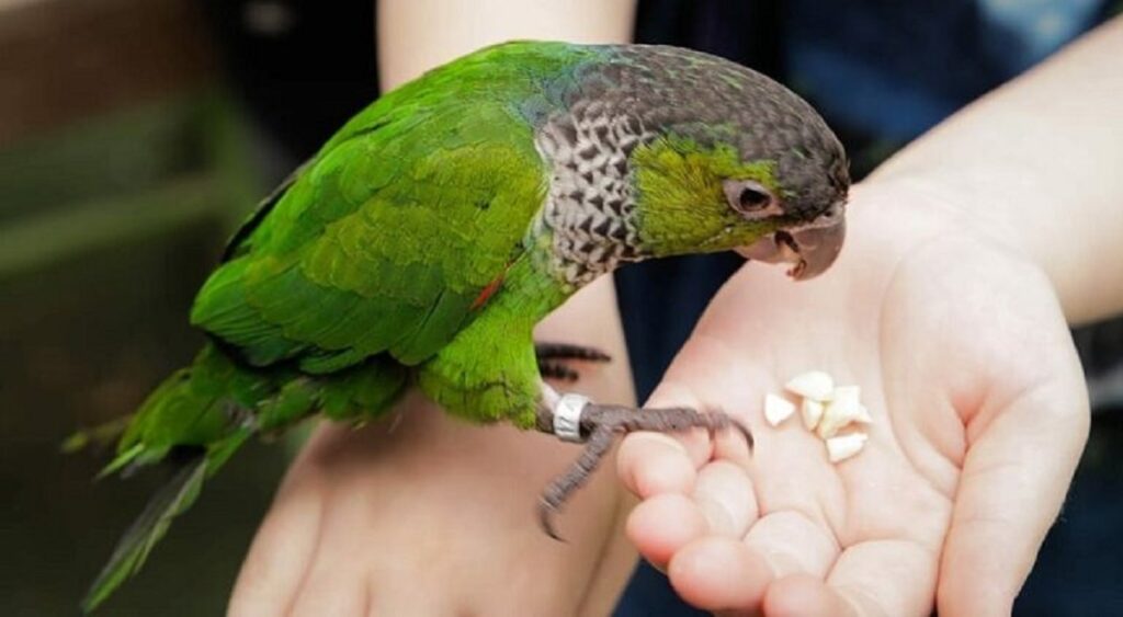 diversi tipi di animali domestici
