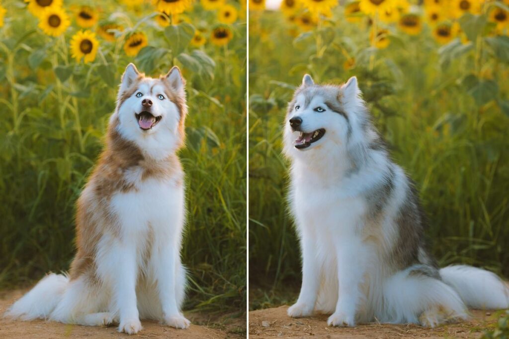 foto di bellissimi cani