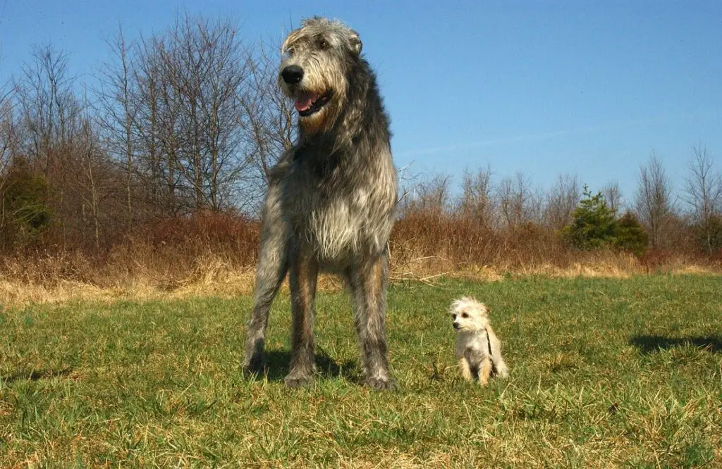 foto di cani di taglia grande
