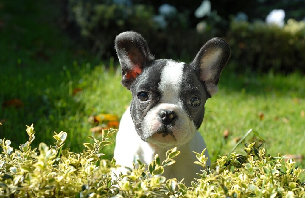 Frenchie con la faccia a torta