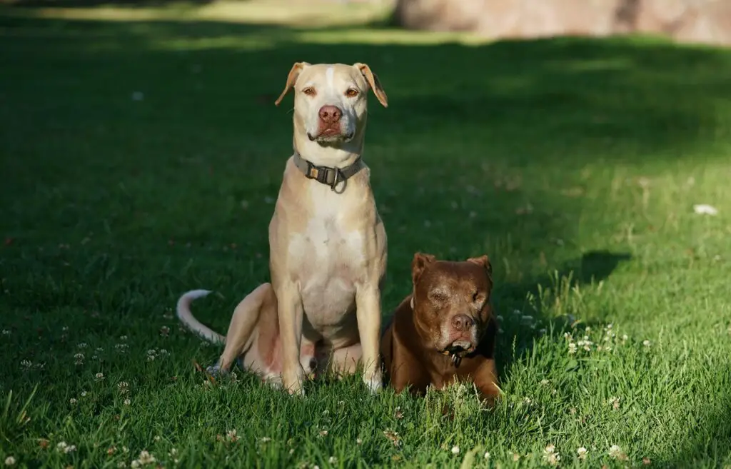 aspettativa di vita del pitbull
