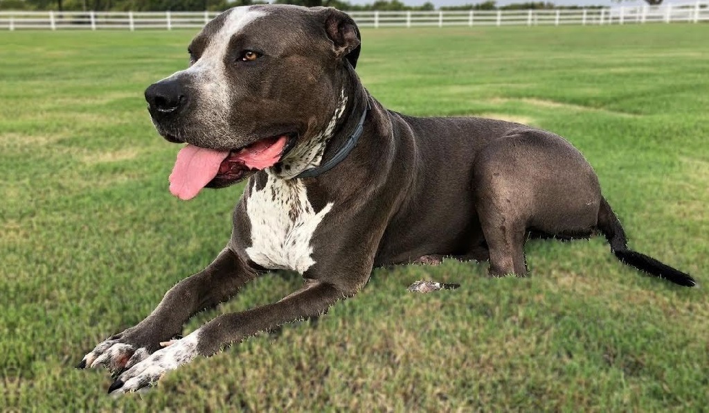 cucciolo della miscela di pitbull terrier
