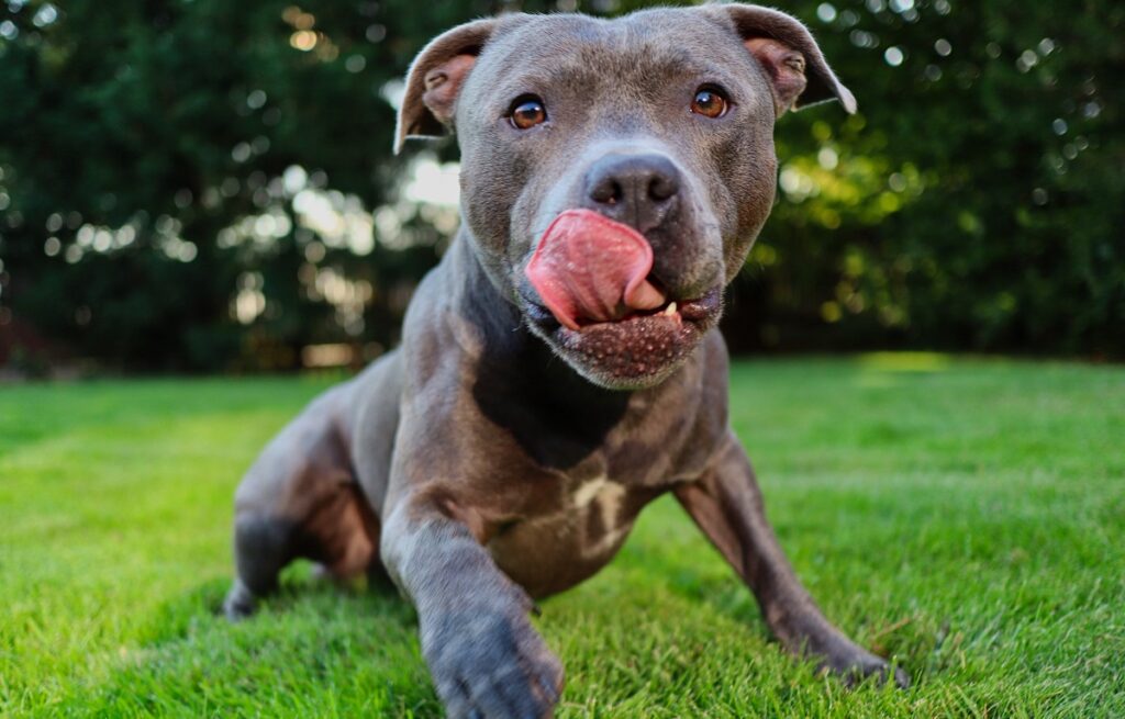 quanto vivono i pitbull - la durata della vita di un cane