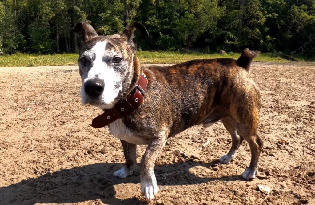 cucciolo della miscela di pitbull terrier
