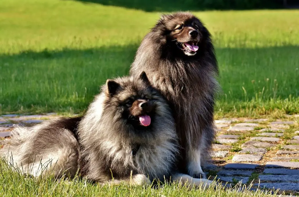 pomerania come i cani
