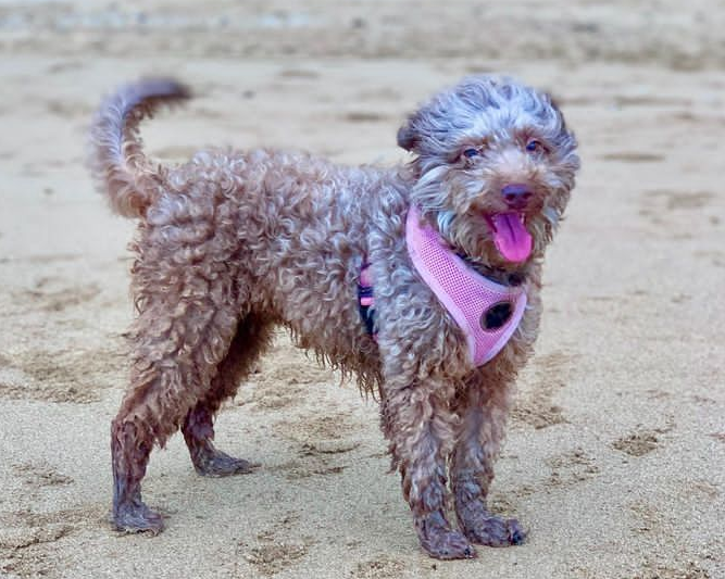 razze di cani misti barboncino