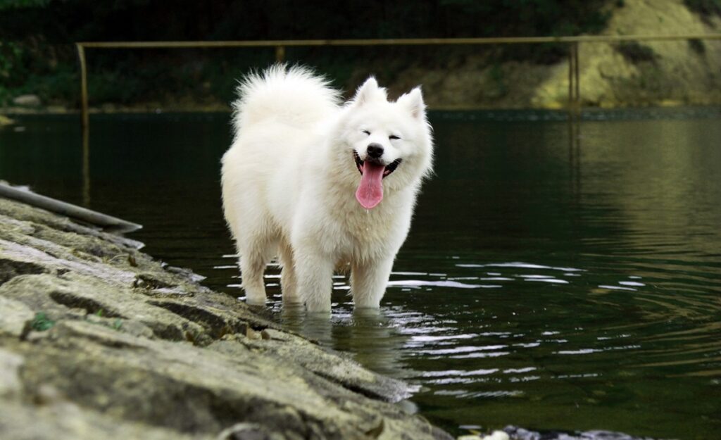 razze di cani più belle
