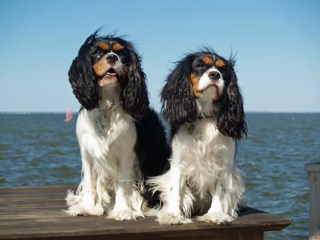 cane più carino del mondo
