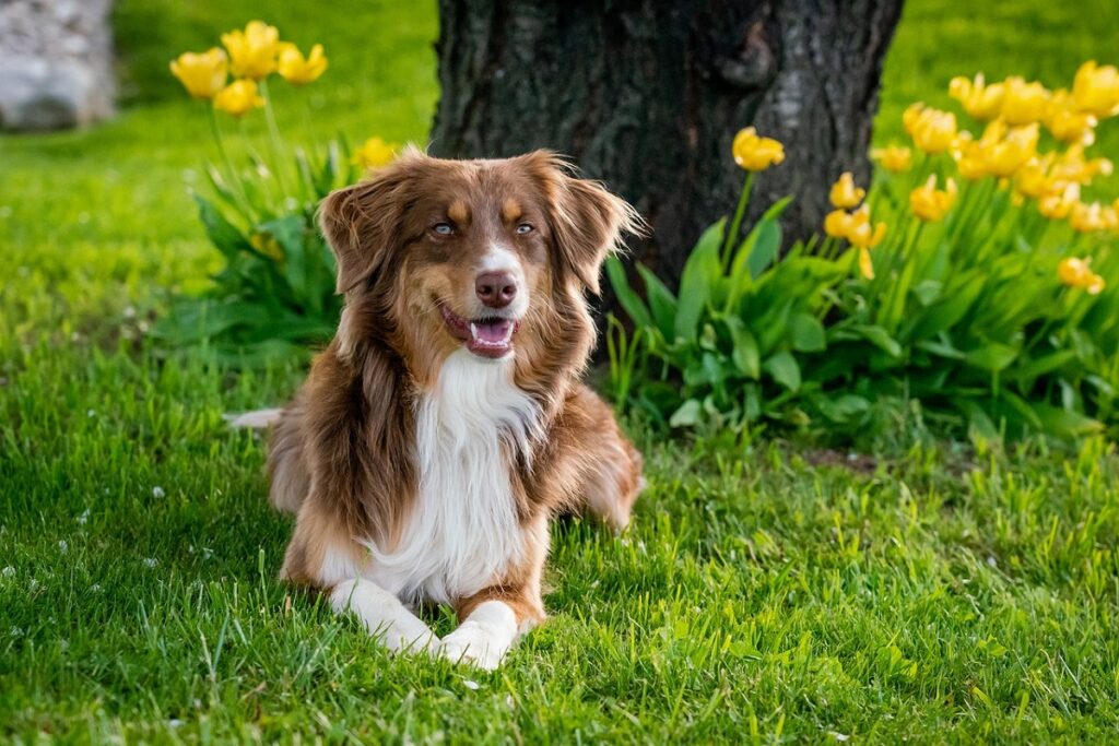 cani più belli del mondo
