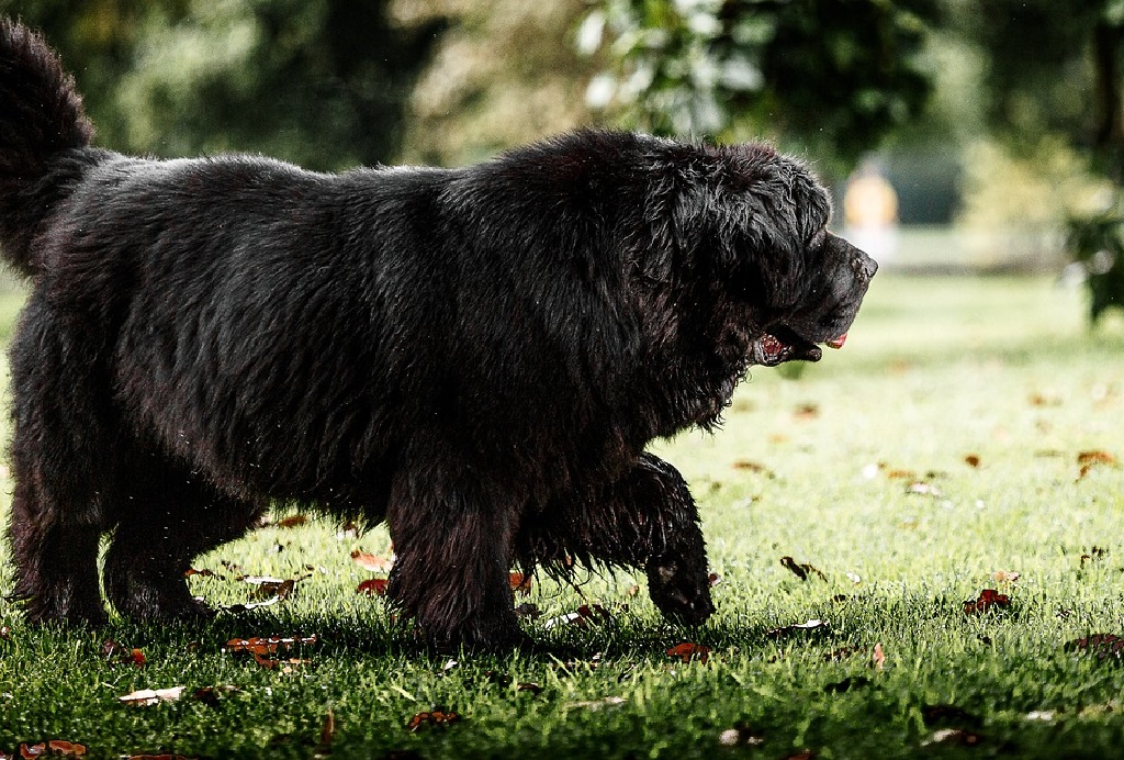 cani piuttosto grandi
