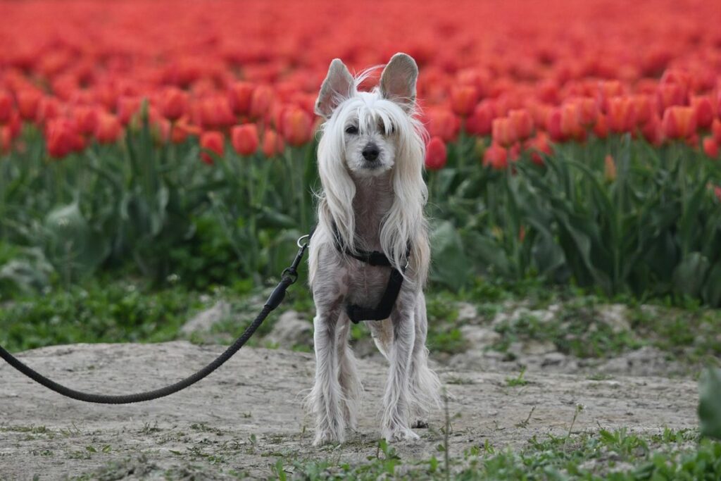 razze di cani graziosi
