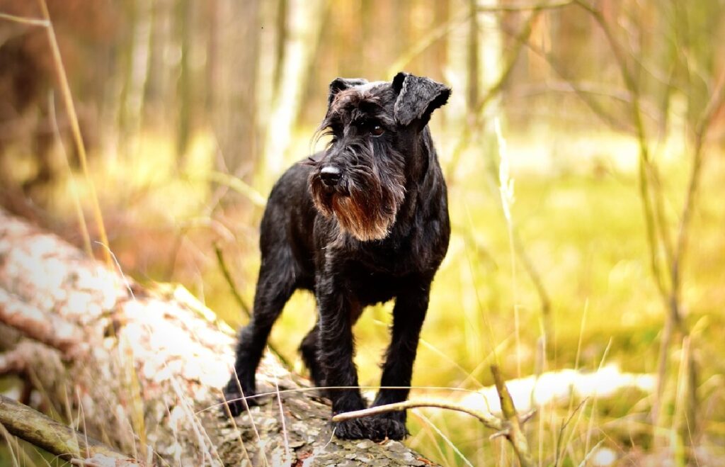 la migliore razza per il cane da servizio 