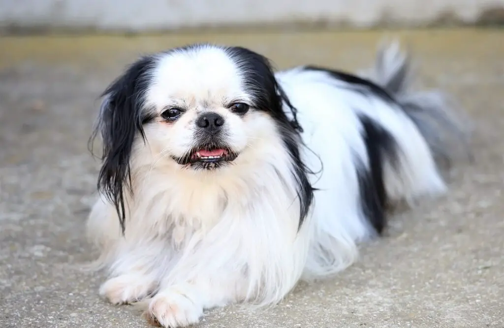 cucciolo di cane bianco e nero
