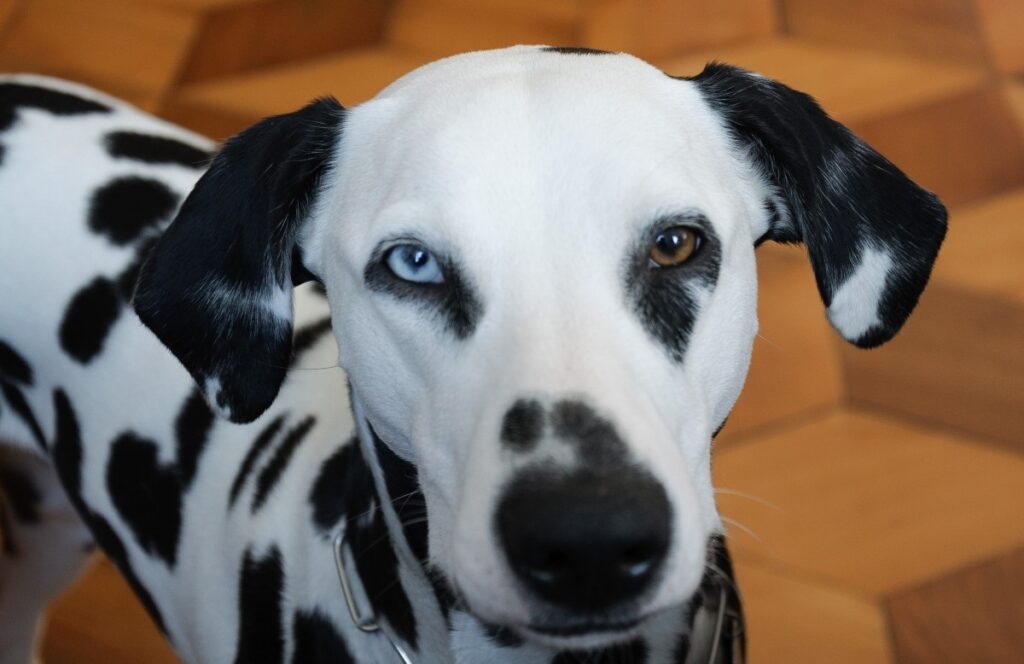 cuccioli di cane con gli occhi azzurri
