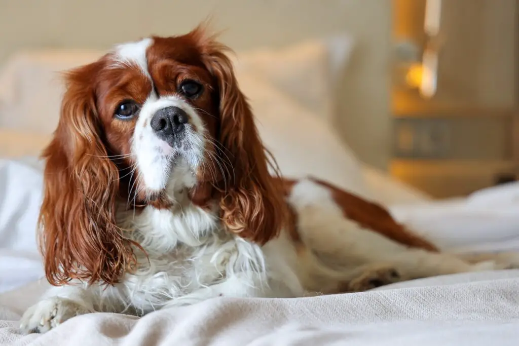 razze di cani di piccola taglia silenziose
