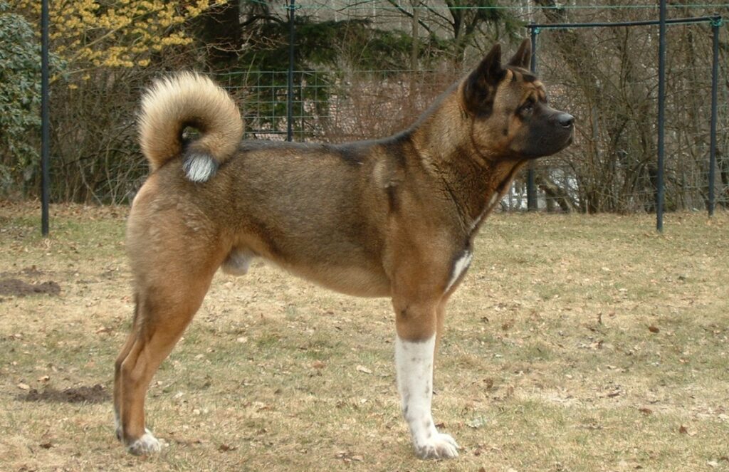 raro husky
