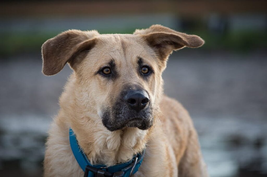 razza di cane rara e strana
