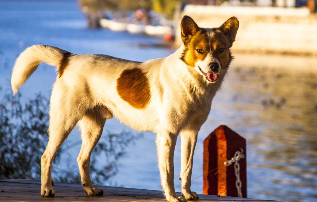 rare razze di cani di piccola taglia
