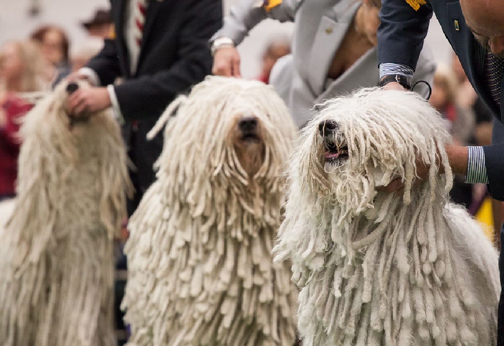 cane più raro del mondo
