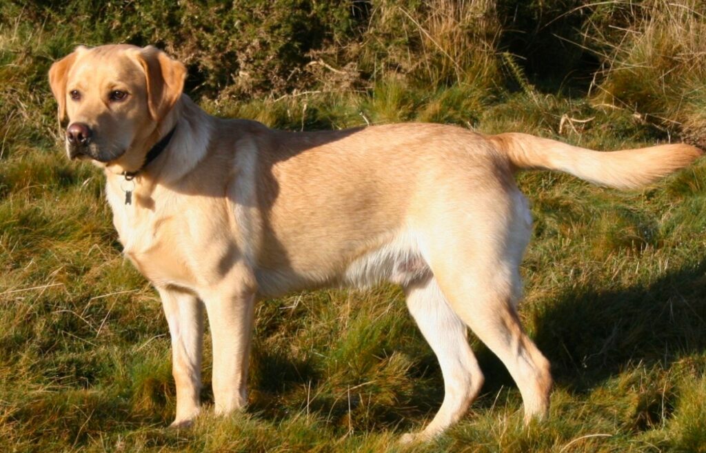 cane da caccia rosso
