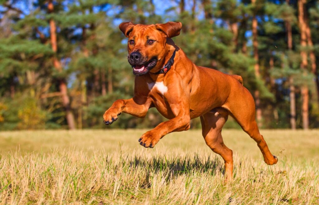 cane dal pelo rosso
