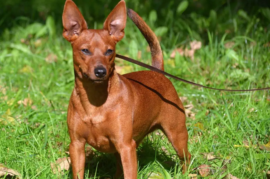 cane da pastore rosso
