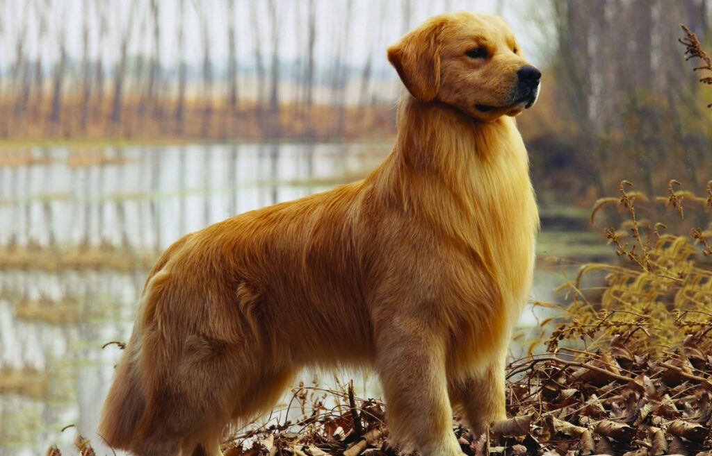 razze di cani a pelo rosso
