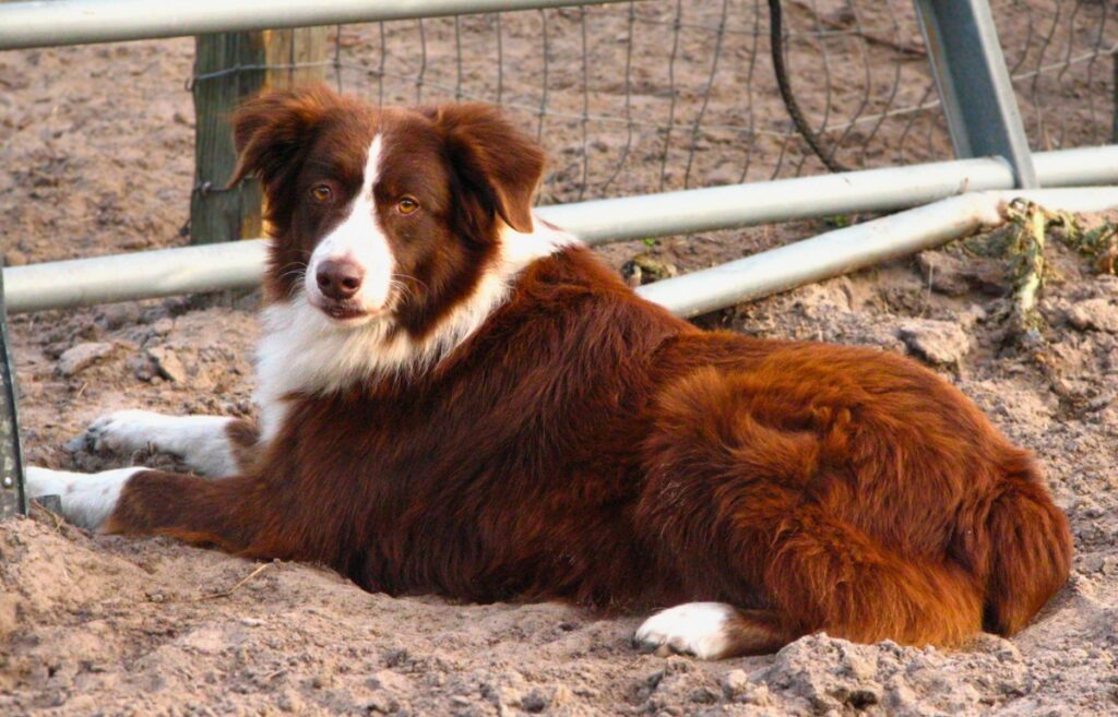 cani con pelo rosso
