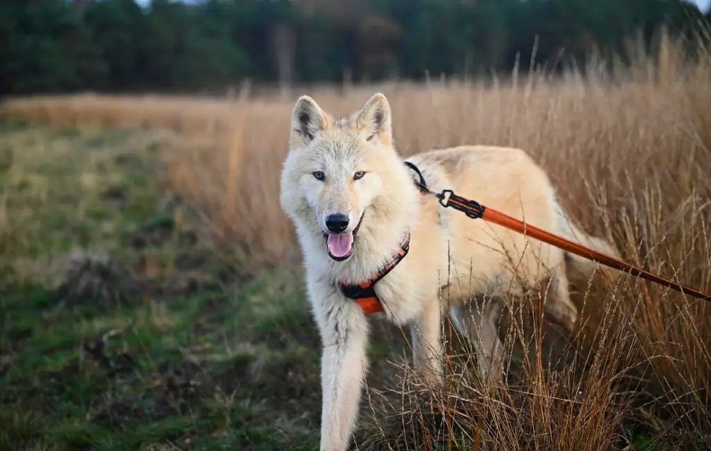 cani più spaventosi
