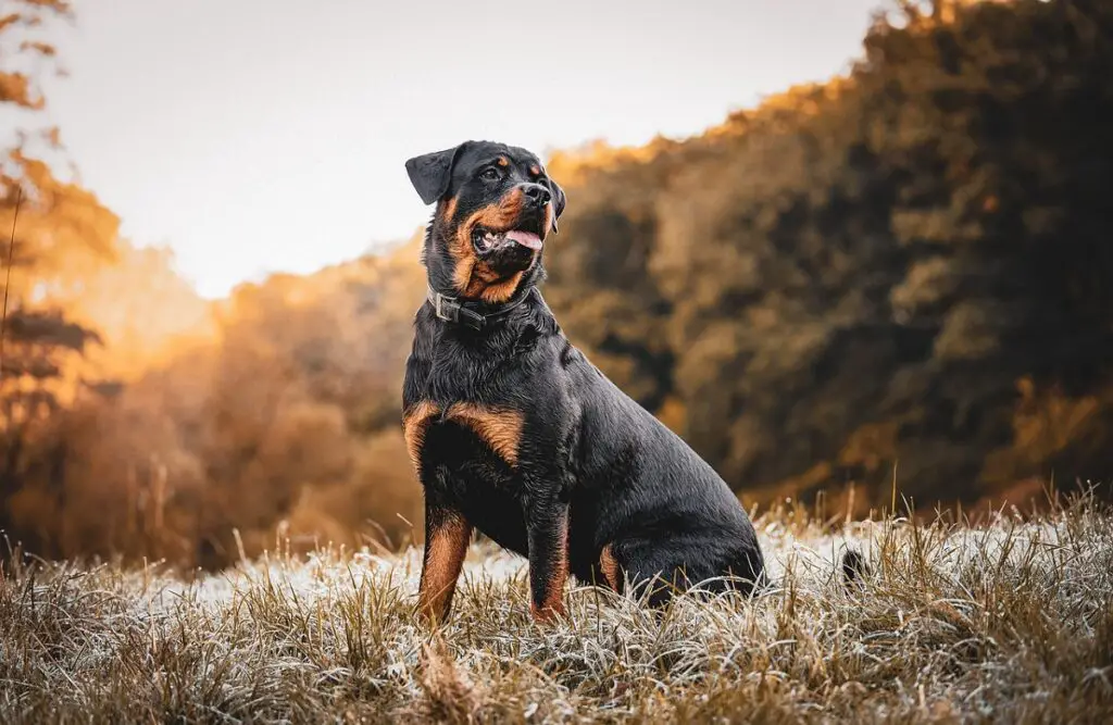 cani più spaventosi del mondo
