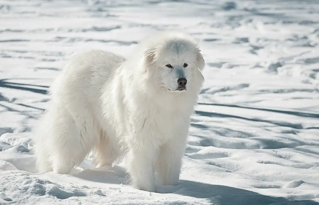 cani dall'aspetto spaventoso
