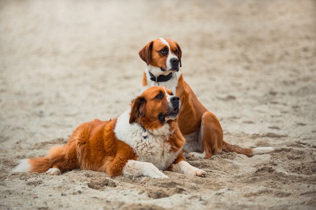 cani di tipo sennenhund
