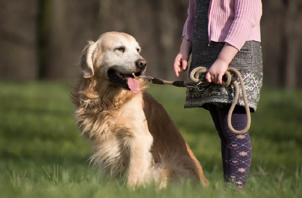 le migliori razze per cani guida