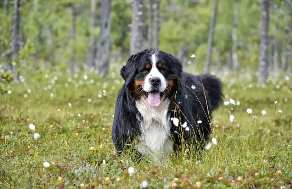 razze di cani di buon servizio