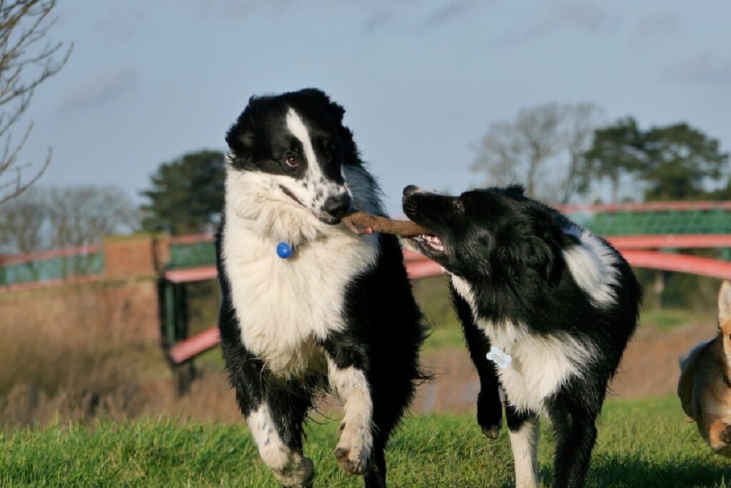 cani da ascolto per pecore
