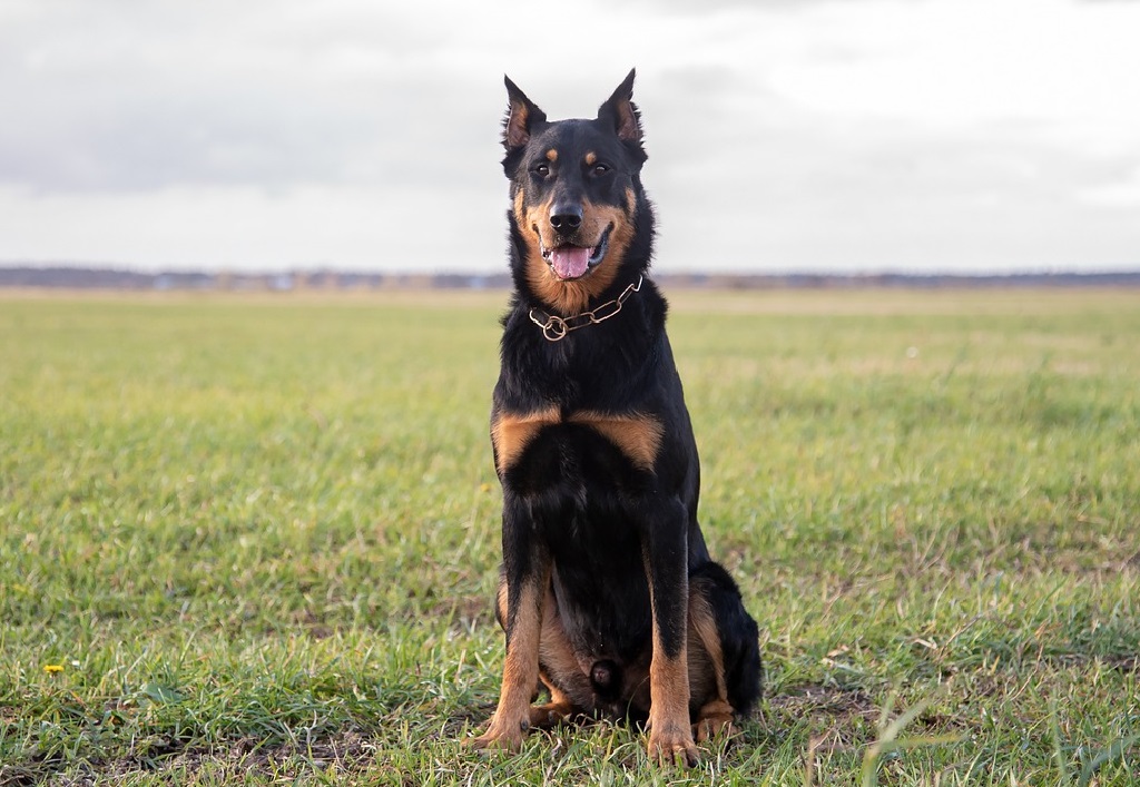 Elenco delle razze di cani da pastore
