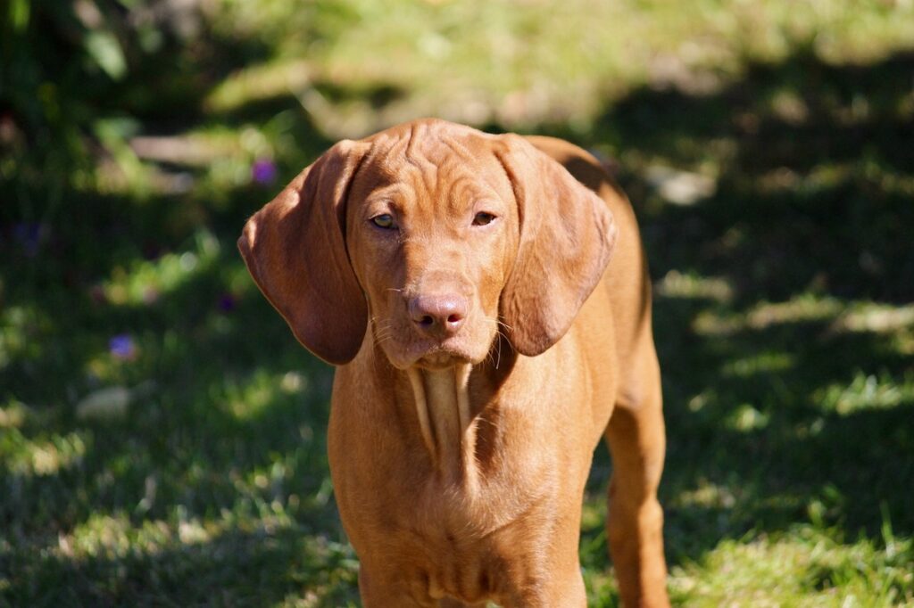 cagnolino a pelo corto
