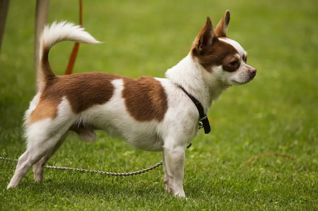 razze di cani a pelo corto
