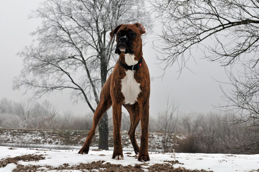 il cane a pelo corto è di taglia grande
