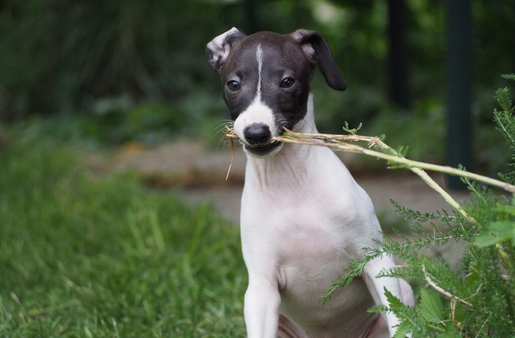 cani da famiglia a pelo corto
