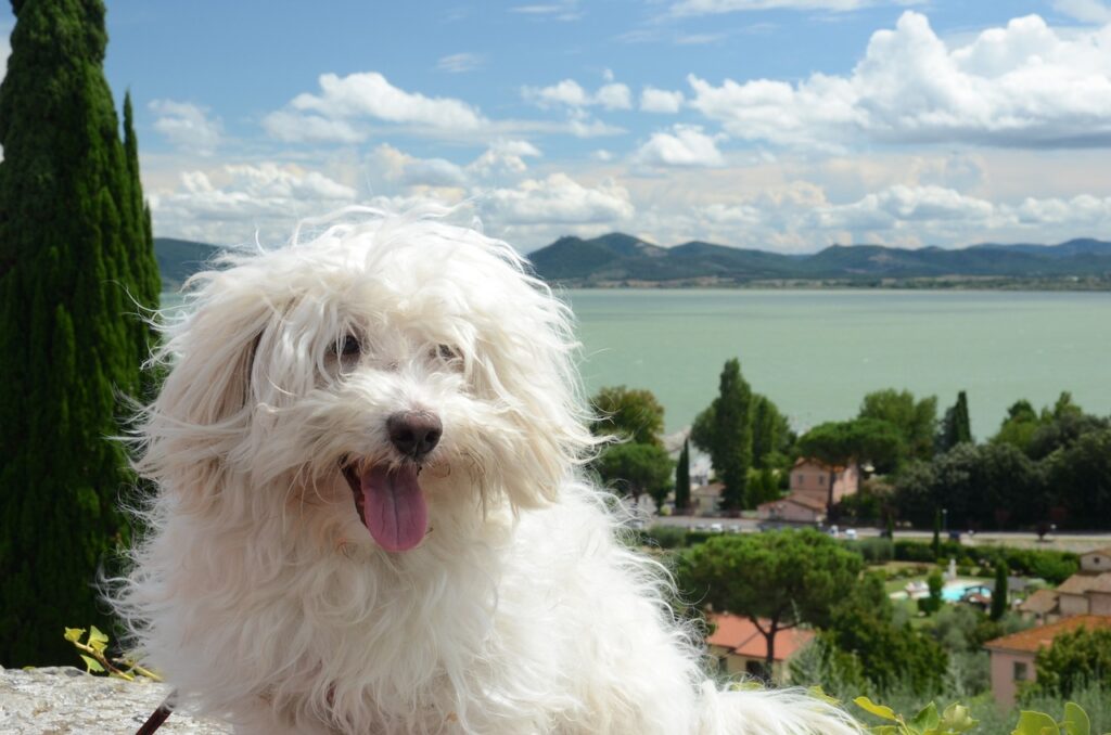 mostra un cane con il pelo lungo
