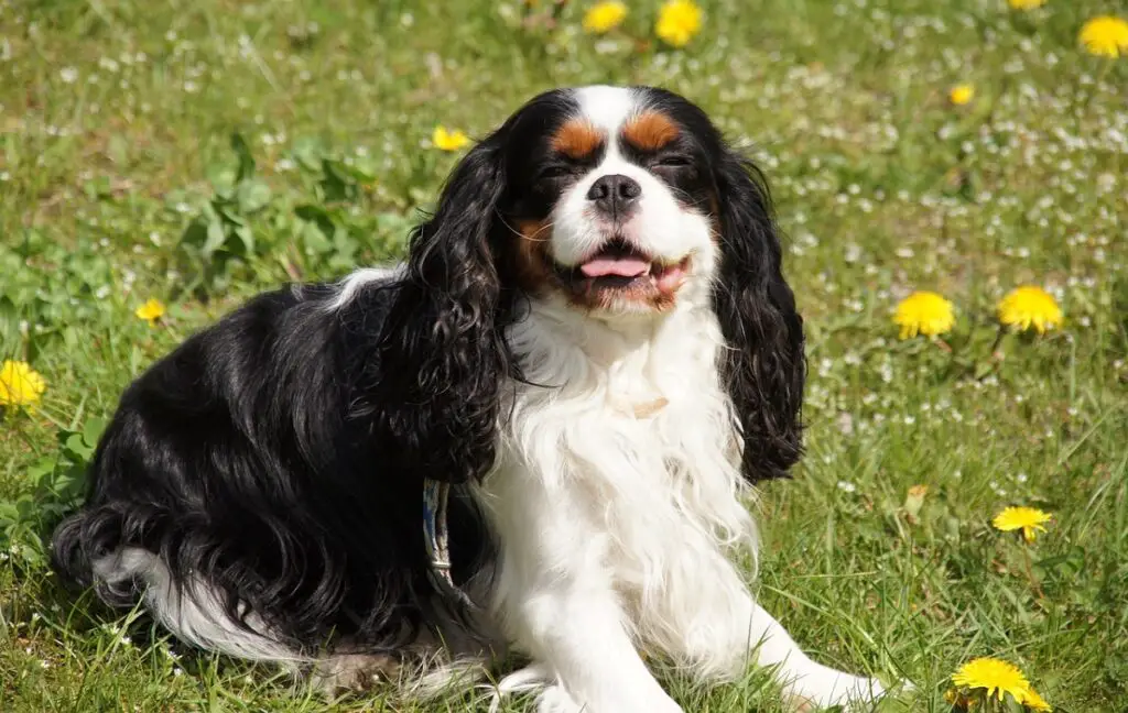 piccolo cane bianco e nero
