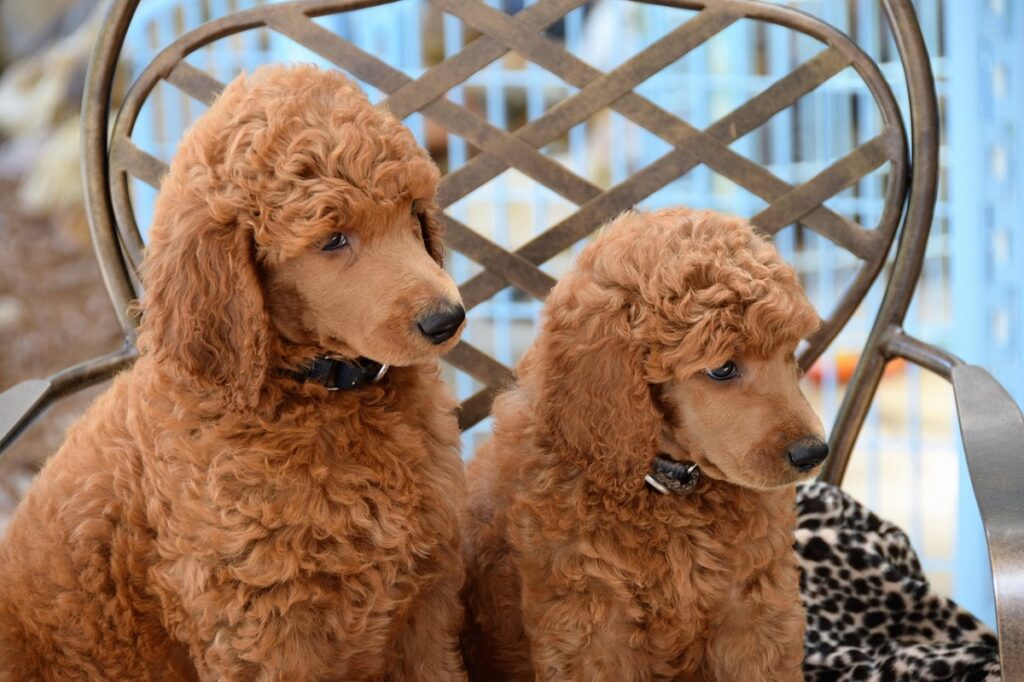 piccoli cani marroni
