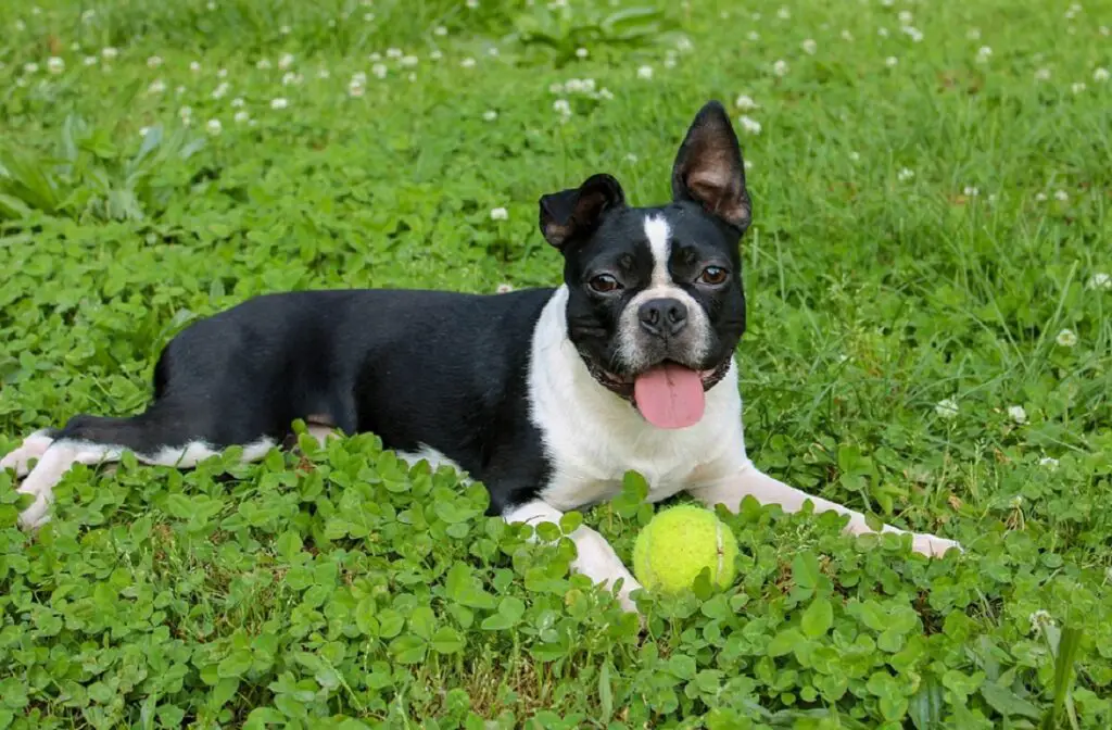 piccolo cane prepotente
