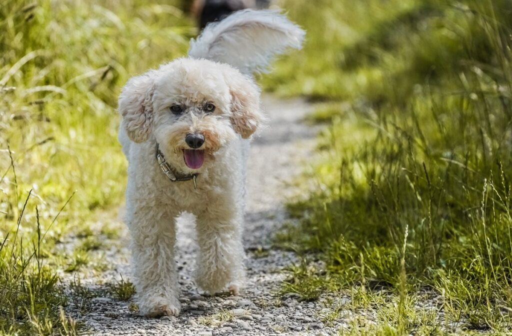 razze di cani piccoli e tranquilli
