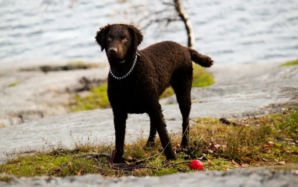 razze di cani di piccola taglia che amano l'acqua
