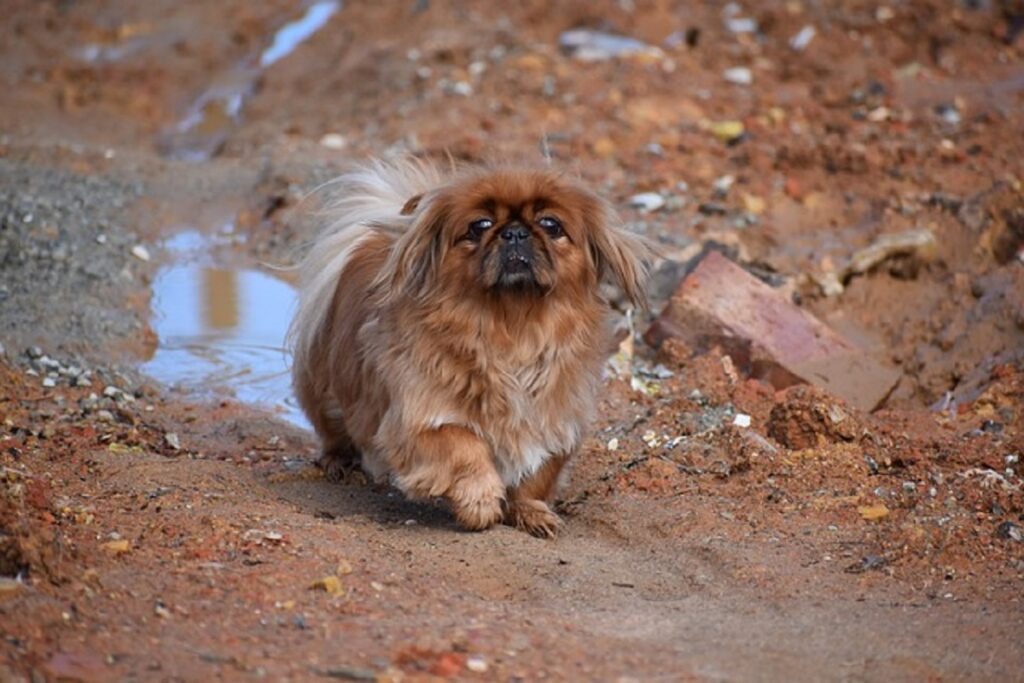 razze di cani di piccola taglia con pelo lungo
