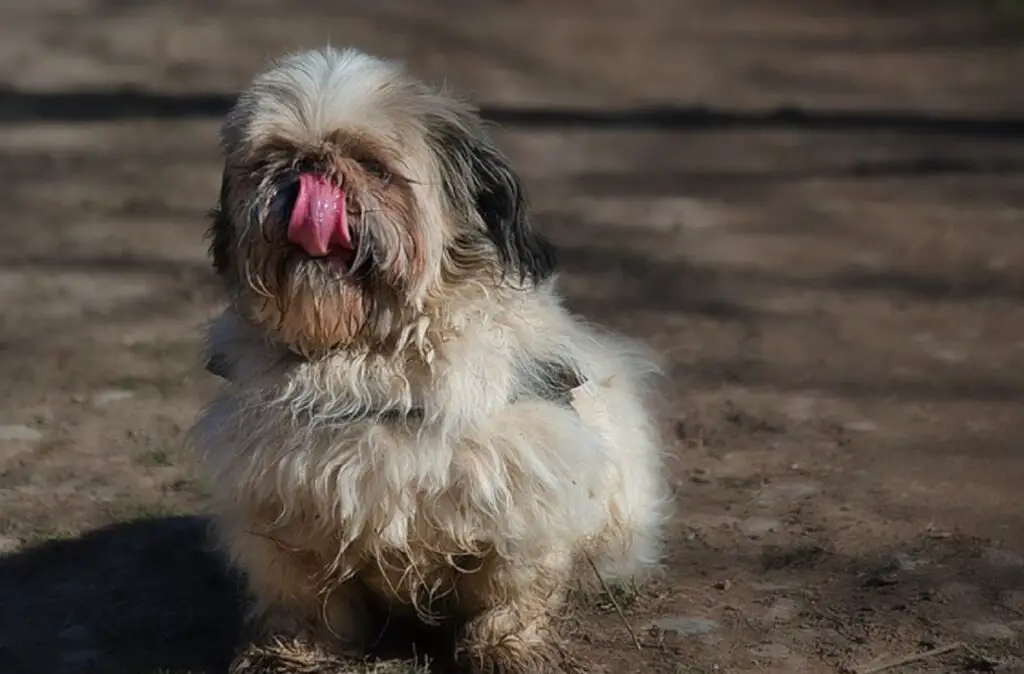 miscele di cani di piccola taglia
