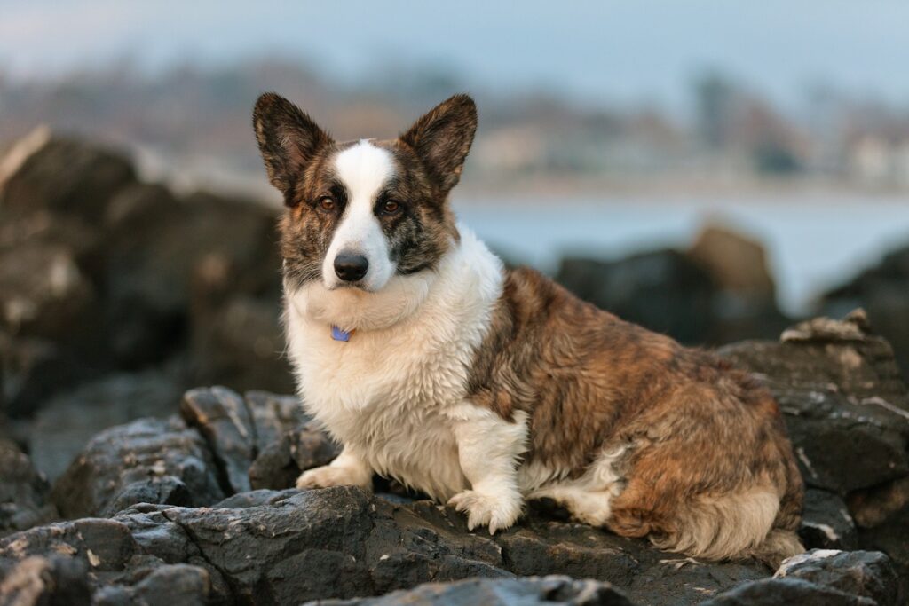 razze di cani da pastore di piccola taglia
